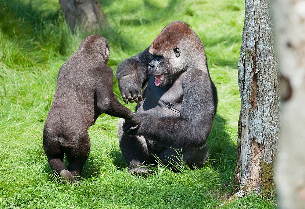 Two gorilla brothers were reunited last year at Longleat Safari Park, after being separated for three years