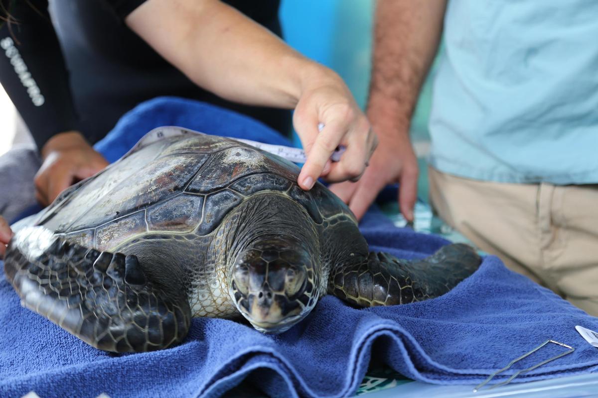 The Institute will put its main focus on developing rehabilitation facilities for endangered turtles and preserving rare and endemic Hawaiian corals / Maui Ocean Center The Institute will put its main focus on developing rehabilitation facilities for endangered turtles and preserving rare and endemic Hawaiian corals / Maui Ocean Center