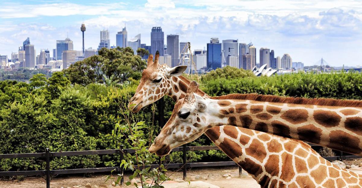 A number of animals have already arrived at the zoo, with the rest to follow soon A number of animals have already arrived at the zoo, with the rest to follow soon