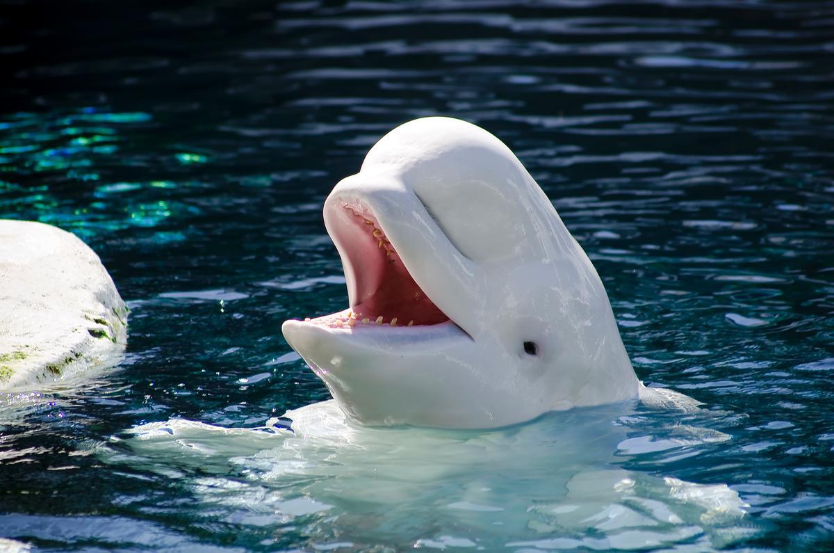 A ruling by the Vancouver Park Board banning the breeding of captive cetaceans collapsed in November 2014, when it tried to push the ruling through at the last minute / Flickr.com/LindaBalon A ruling by the Vancouver Park Board banning the breeding of captive cetaceans collapsed in November 2014, when it tried to push the ruling through at the last minute / Flickr.com/LindaBalon