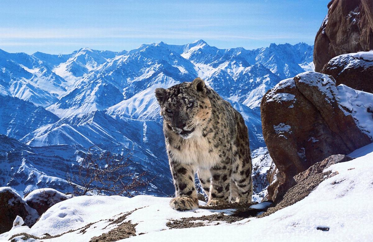 Planet Earth 2 will be among the brands incorporated into the BBC Earth theme park / BBC Planet Earth 2 will be among the brands incorporated into the BBC Earth theme park / BBC