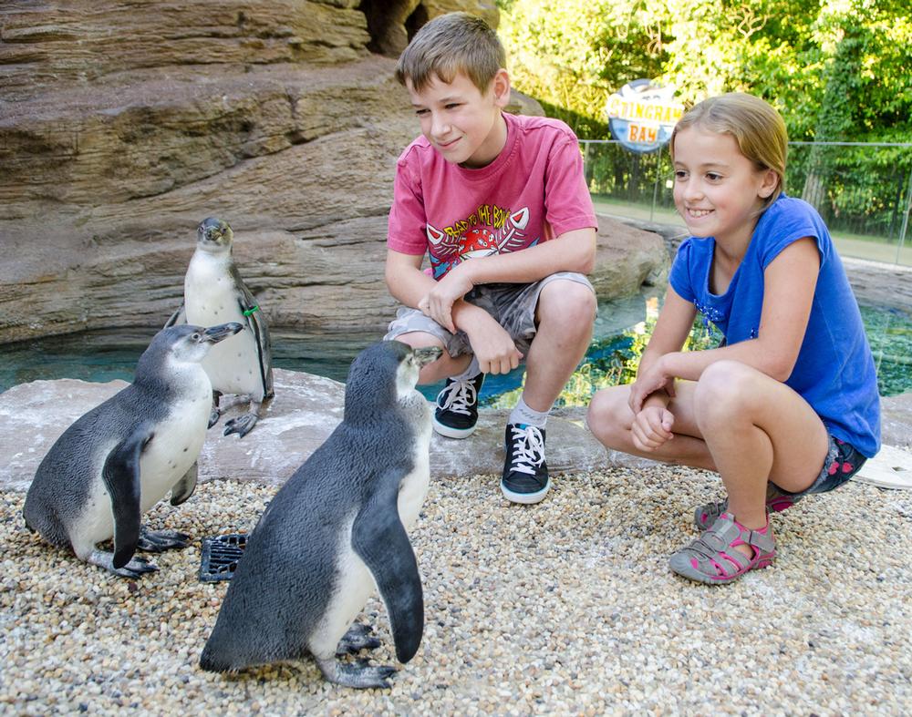 Visitors to the Wiltshire attraction can see lions, tigers, lorikeets, monkeys, giraffes, penguins and more Visitors to the Wiltshire attraction can see lions, tigers, lorikeets, monkeys, giraffes, penguins and more