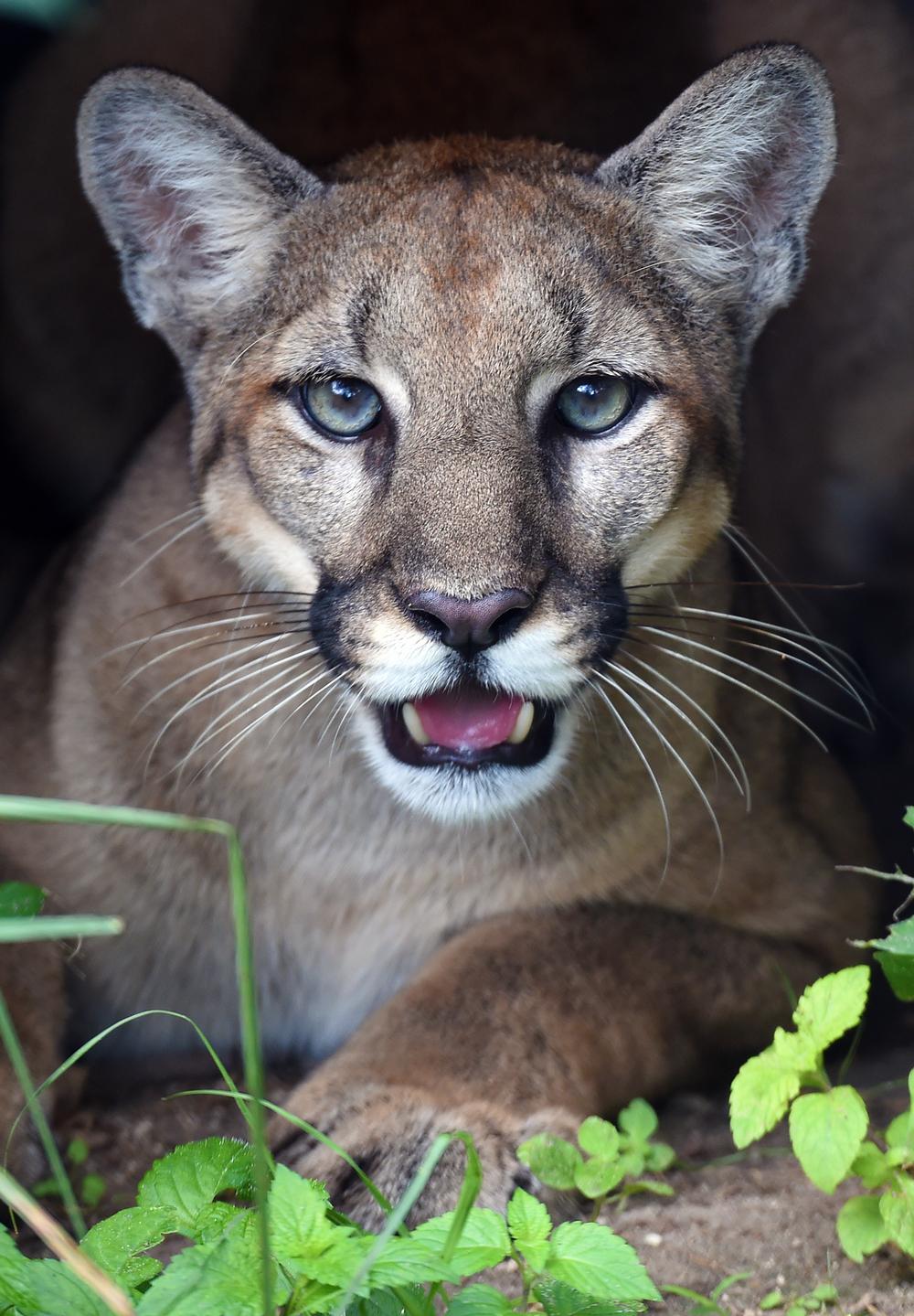 The Florida panther is one of the rare species on show at Florida: Mission Everglades, Zoo Miami