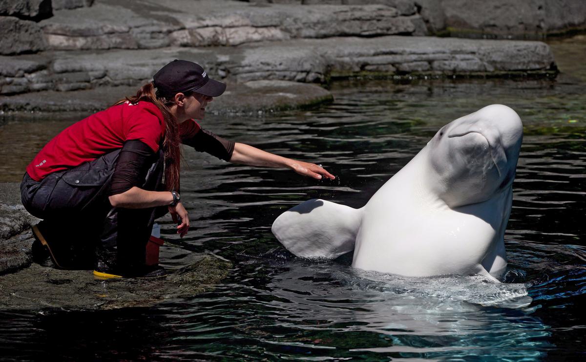 Aurora was one of two whales to die at the aquarium in quick succession / DARRYL DYCK The Canadian Press/PA Images Aurora was one of two whales to die at the aquarium in quick succession / DARRYL DYCK The Canadian Press/PA Images