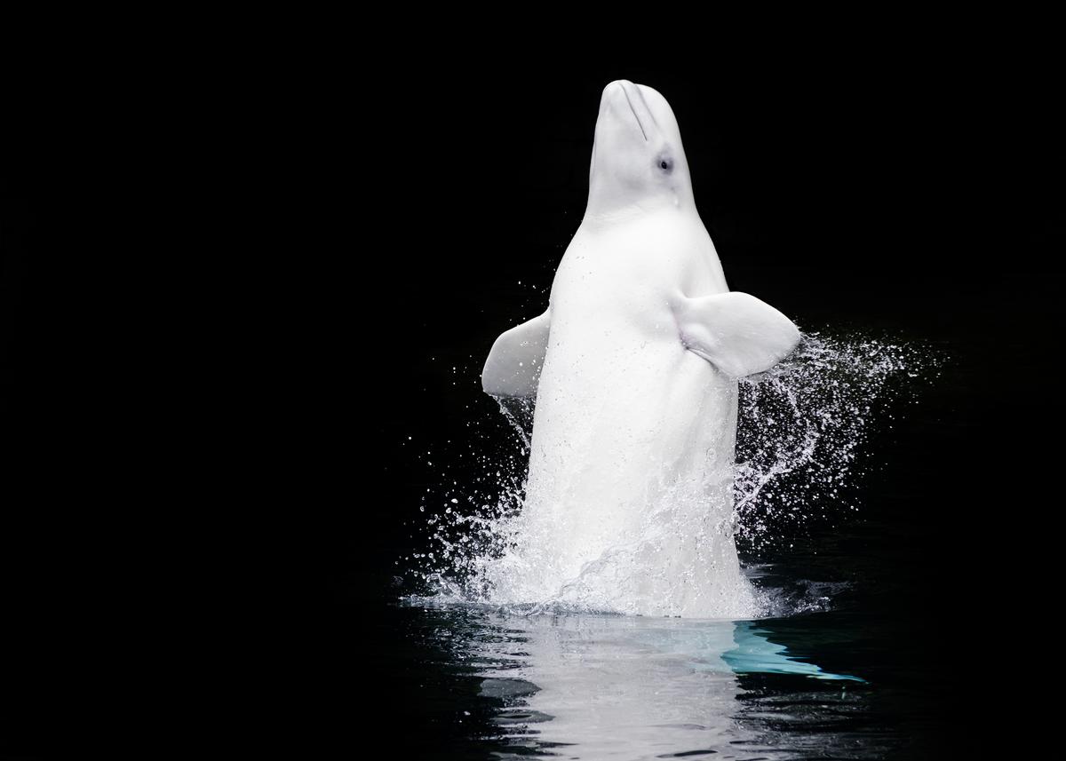 The aquarium's two on-display belugas suddenly died in November / Shutterstock.com The aquarium's two on-display belugas suddenly died in November / Shutterstock.com