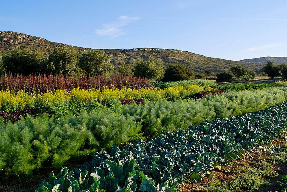 Crops are grown organically on the adjacent farm