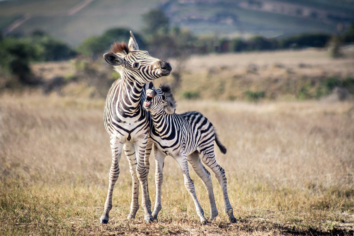 The reserve was designed to allow the nearby Perth Zoo to expand its breeding programmes because it cannot facilitate big breeding herds / Shutterstock The reserve was designed to allow the nearby Perth Zoo to expand its breeding programmes because it cannot facilitate big breeding herds / Shutterstock