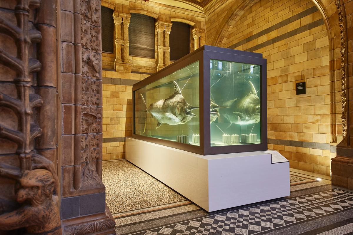 In addition to the whale’s installation, new plinths and modern display cases have been installed to showcase objects from the museum’s collection / NHM