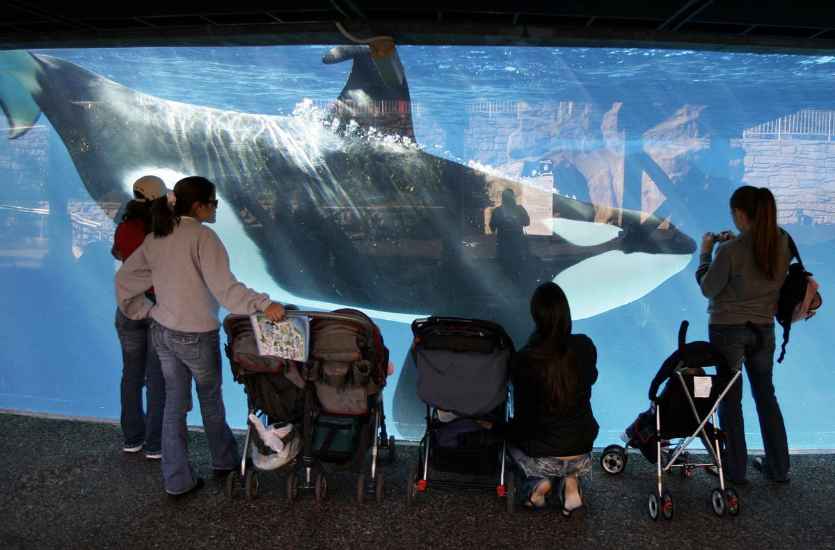 SeaWorld's Chinese ventures have already been confirmed not to have orcas, along with any other future parks it develops SeaWorld's Chinese ventures have already been confirmed not to have orcas, along with any other future parks it develops