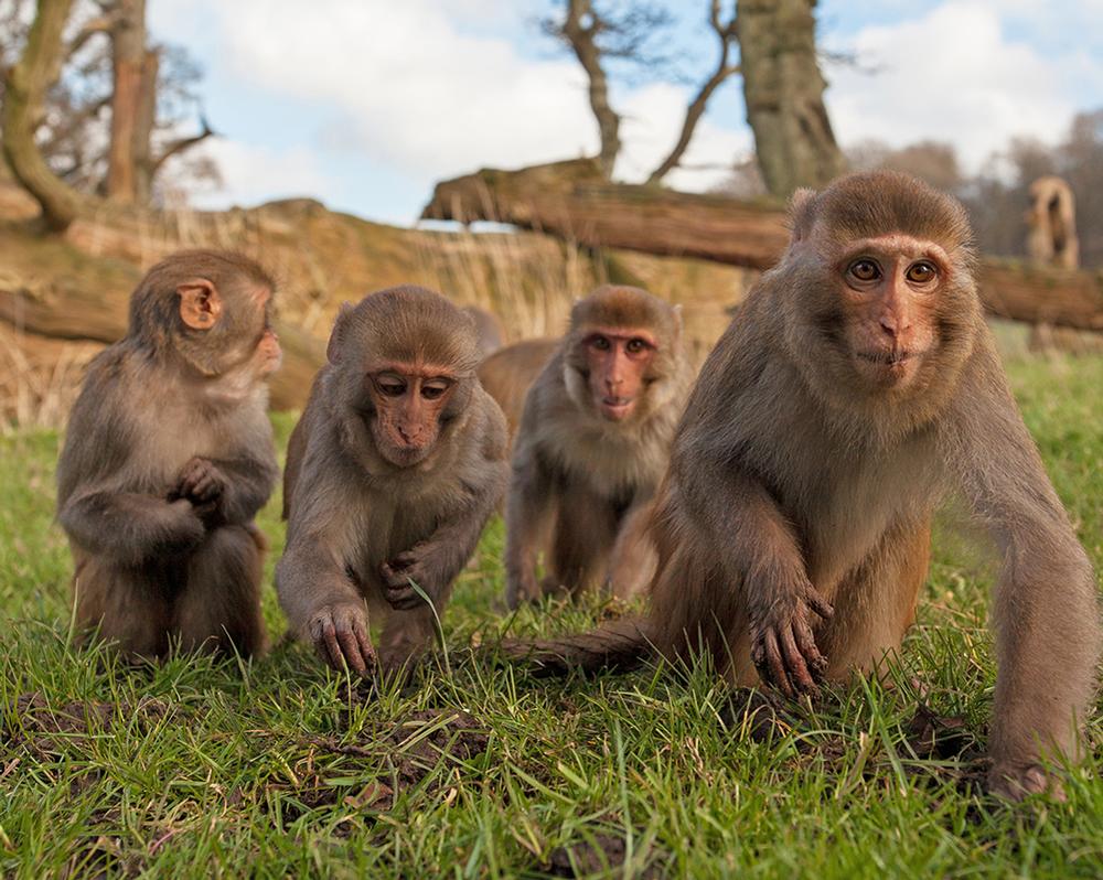 Visitors to the Wiltshire attraction can see lions, tigers, lorikeets, monkeys, giraffes, penguins and more / PHOTO: SIMON KING Visitors to the Wiltshire attraction can see lions, tigers, lorikeets, monkeys, giraffes, penguins and more / PHOTO: SIMON KING