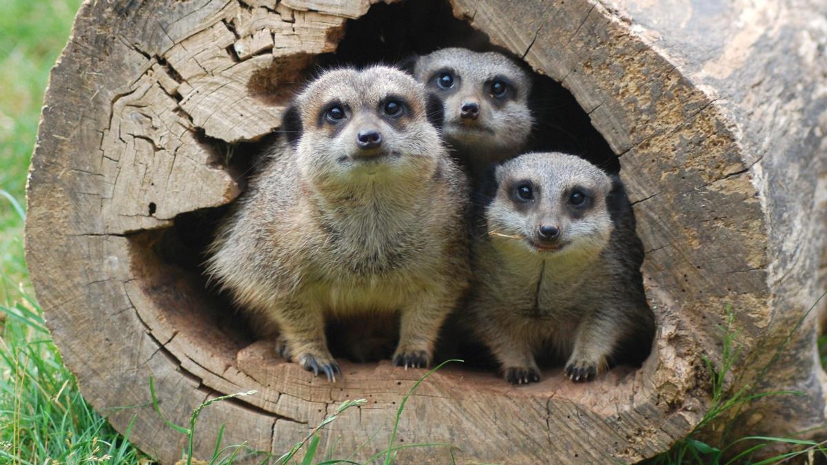 The successful candidate will be responsible for animals including the park’s popular meerkats at Meerkat Manor / Crealy Great Adventure Park