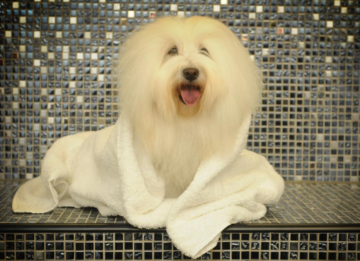 Dogs become divas at the new Dog Spa in Whitby / The Raithwaite Estate