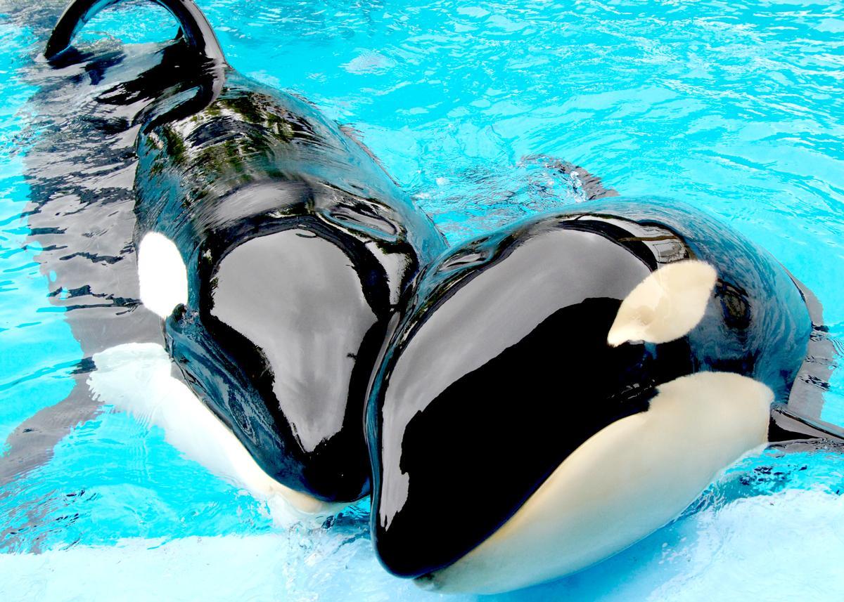 Animal rights groups have long objected to the practice of whale captivity and breeding