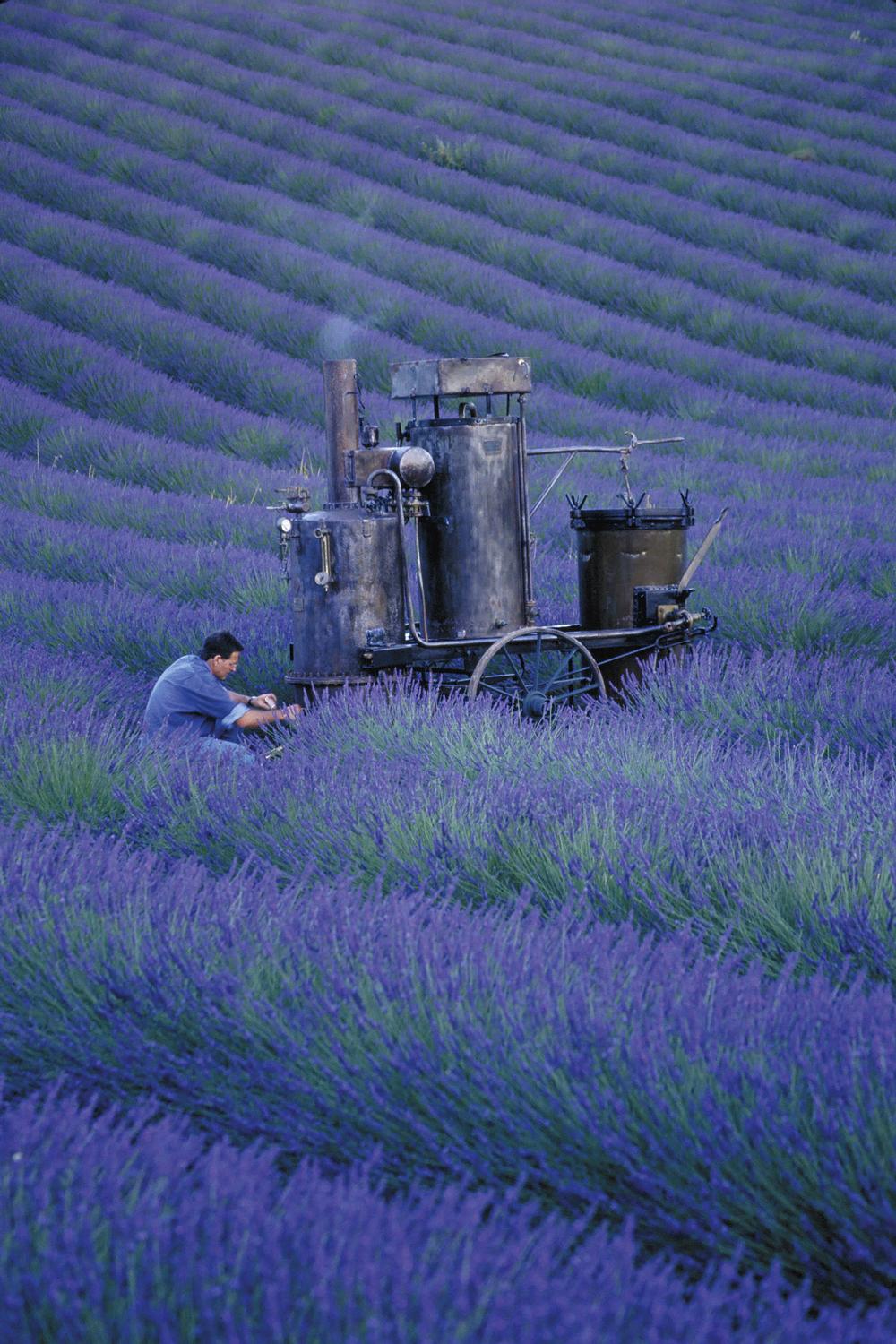 L’Occitane still sources most ingredients in Provence, France 