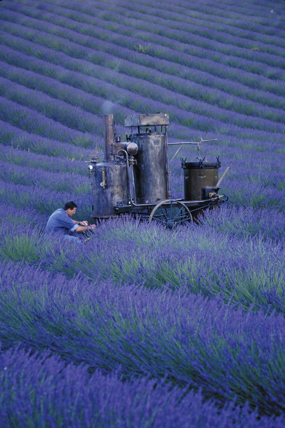 L’Occitane still sources most ingredients in Provence, France 