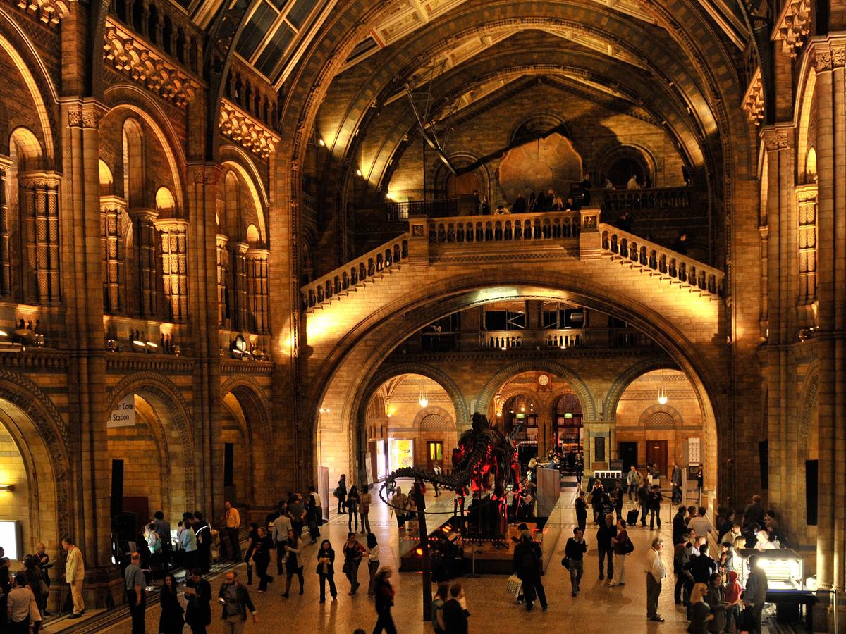 Late night museum social events are becoming more popular / NHM Late night museum social events are becoming more popular / NHM