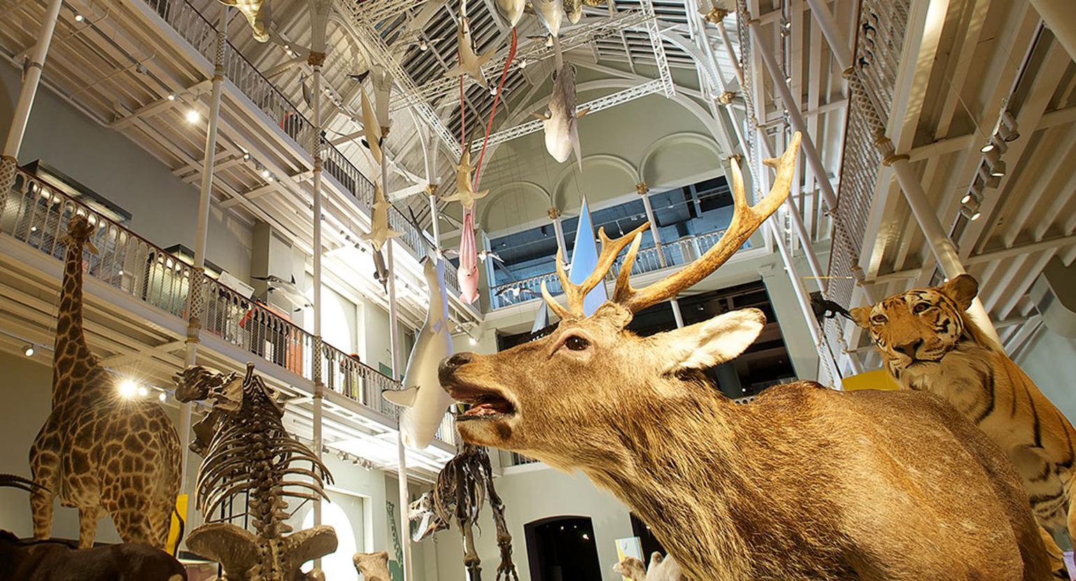 The National Museum of Scotland attracted more than 2 million visitors for the first time in its history / National Museums of Scotland