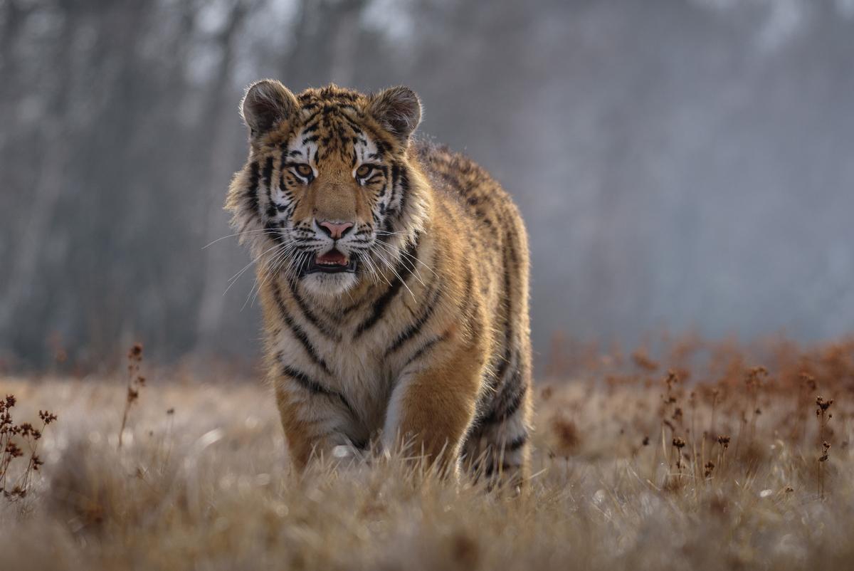 Two tigers among the escaped animals / Shutterstock.com Two tigers among the escaped animals / Shutterstock.com