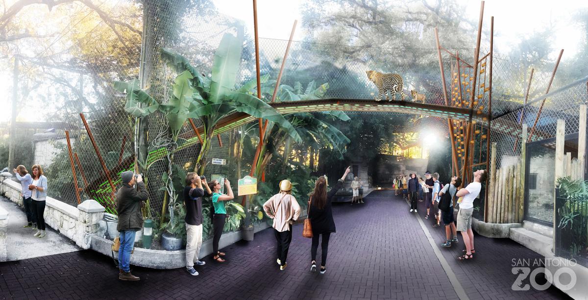 A jaguar habitat could see the animals walk over passing visitors on a special bridge / San Antonio Zoo