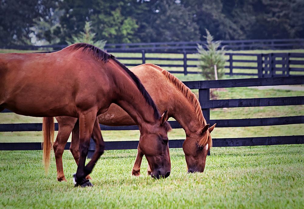 Johnson is a devoted spa-goer and her daughter is an Olympic show-jumper – these passions are evident throughout the US$130m property which was one of the only US luxury resorts to open last year 
