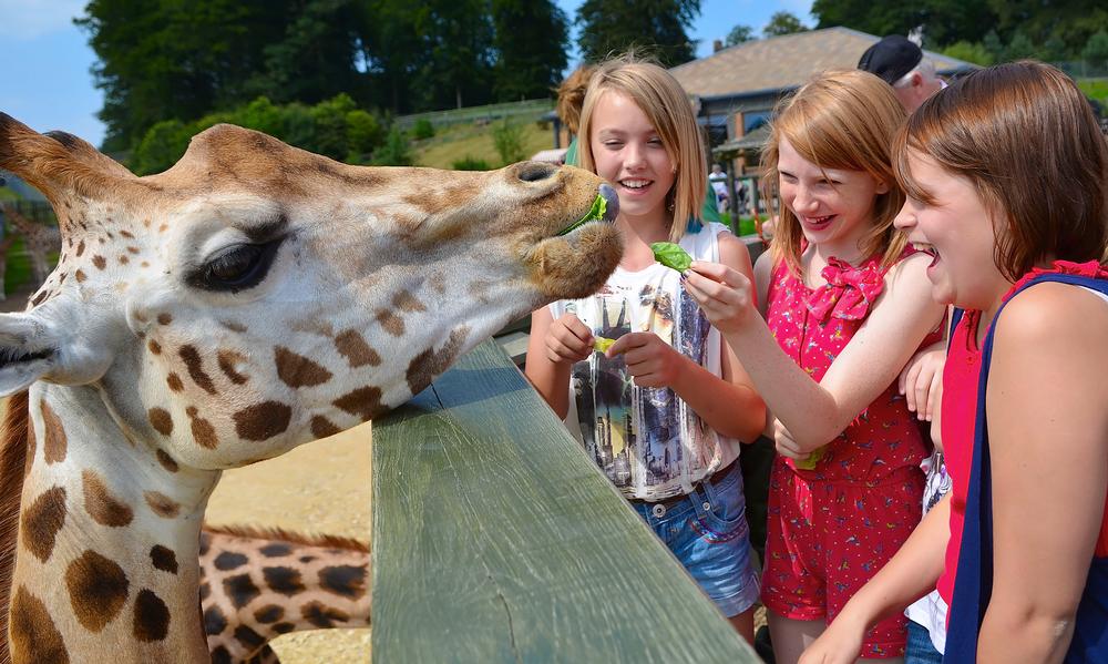 A suspended walkway launched as part of the new African Village in 2012 allows visitors to feed the giraffes