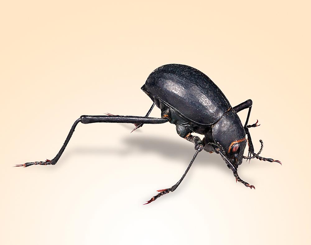 The Namibian fog-basking beetle creates its own fresh water in the desert