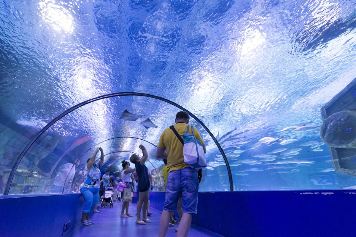 Eley Guild Hardy will design the mammoth aquarium development Eley Guild Hardy will design the mammoth aquarium development