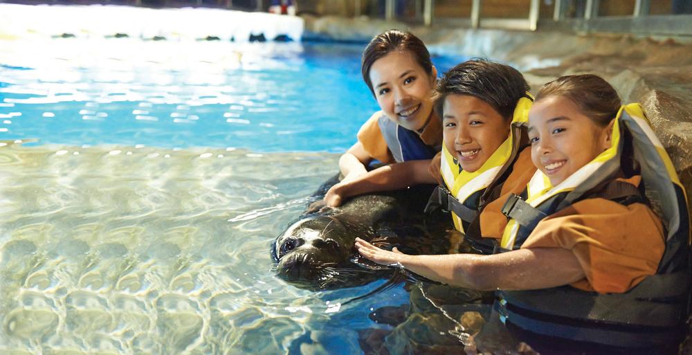 A Seal Encounter session takes place with a trainer. Guests interact with the animals by feeding and touching them