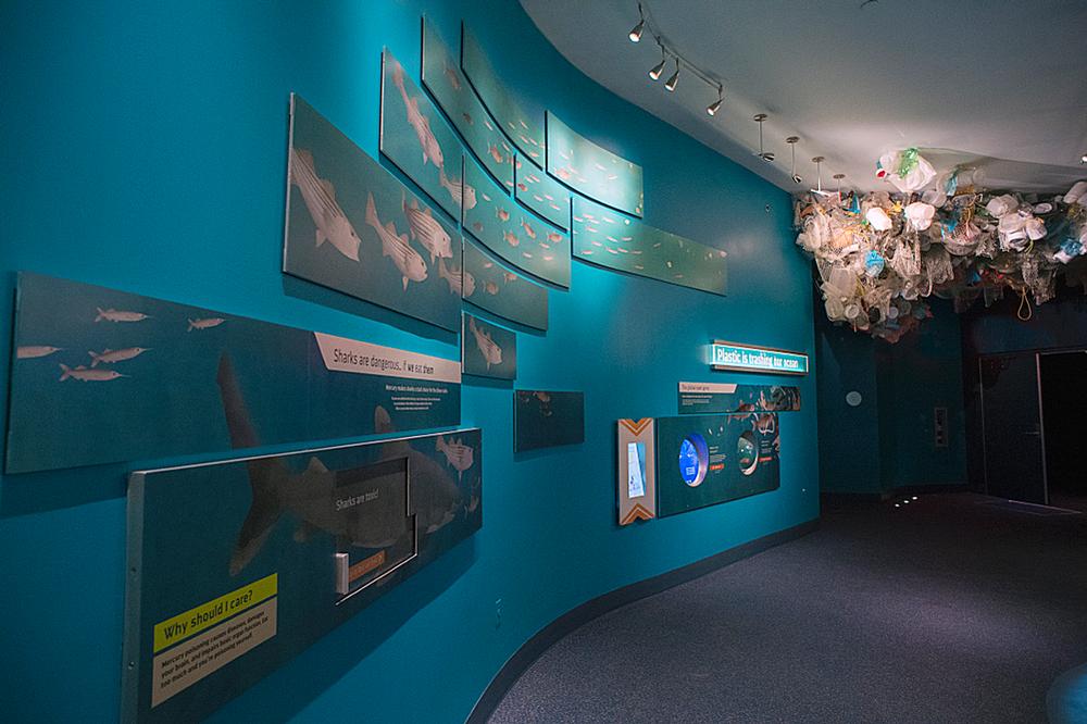 The exhibit gallery highlights biologically diverse marine ecosystems found off the coast of New York State