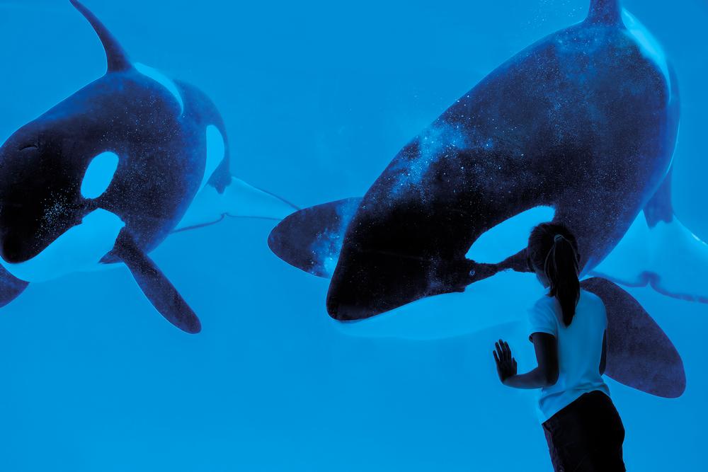 SeaWorld’s new CEO Joel Manby has made radical changes to reverse the company’s declining reputation, including ending its orca programme
