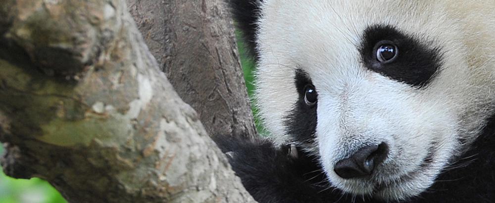 Panda Passage is a brand new habitat at Calgary Zoo, Canada