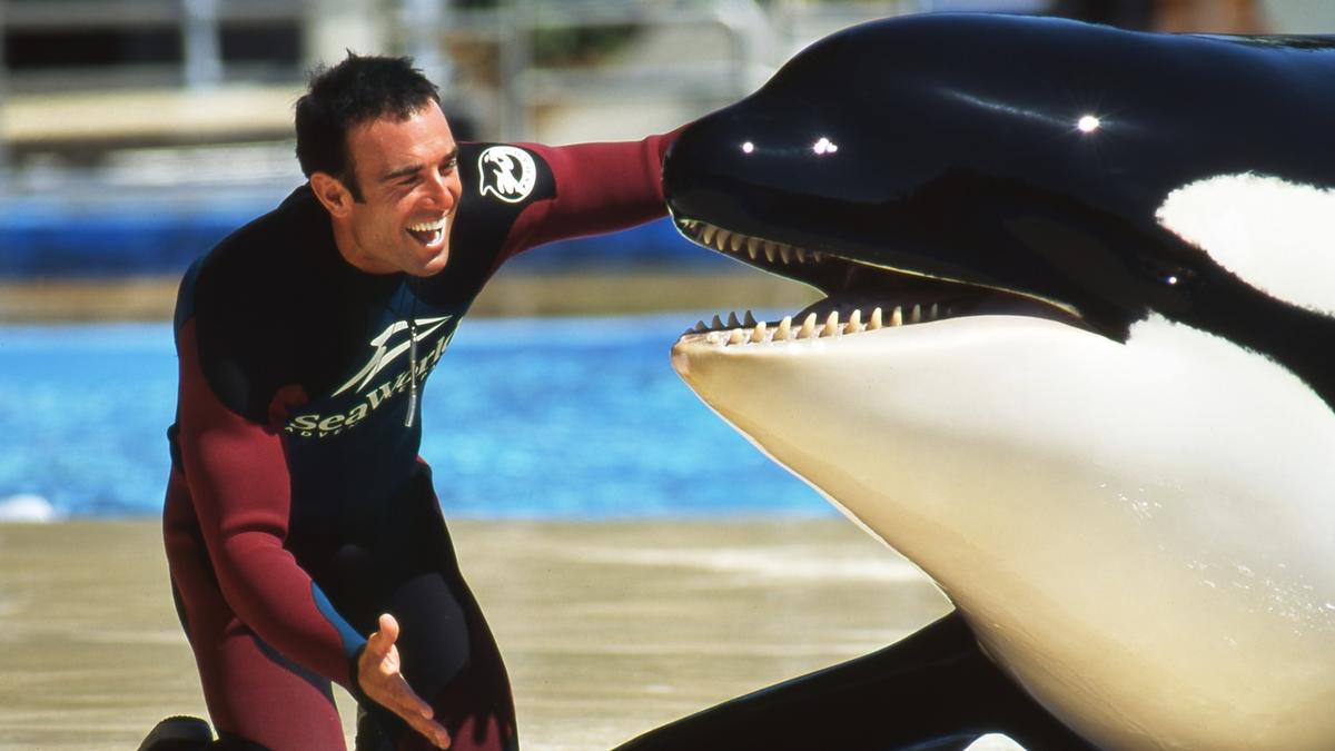 The new regulations will restrict orca-trainer contact except in absolutely necessary situtations / SeaWorld The new regulations will restrict orca-trainer contact except in absolutely necessary situtations / SeaWorld