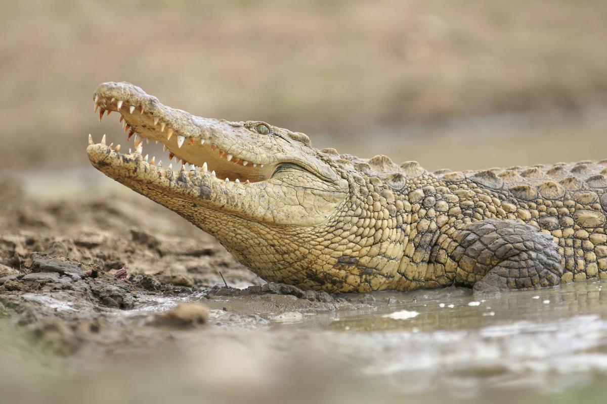 Nile crocodiles – the largest freshwater crocodiles in the world – will be one of the park’s main attractions / Shutterstock.com Nile crocodiles – the largest freshwater crocodiles in the world – will be one of the park’s main attractions / Shutterstock.com