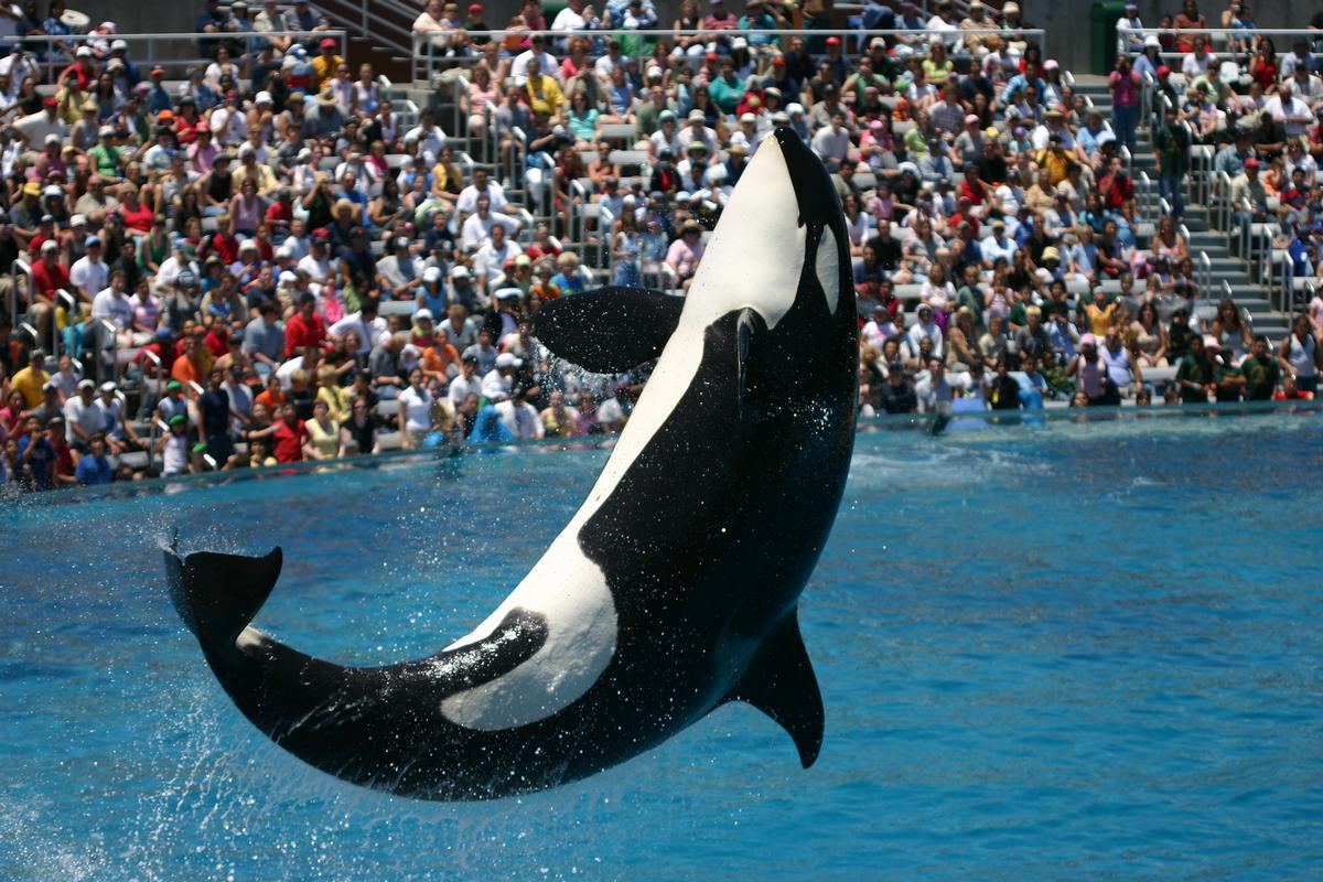 SeaWorld visitor numbers have dropped from 23.4 million to 22.4 million in the course of the last year / Shutterstock.com SeaWorld visitor numbers have dropped from 23.4 million to 22.4 million in the course of the last year / Shutterstock.com
