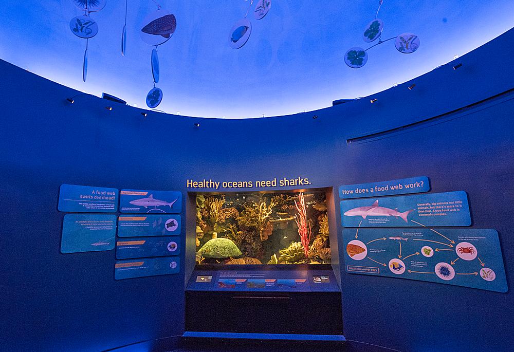 The exhibit gallery highlights biologically diverse marine ecosystems found off the coast of New York State