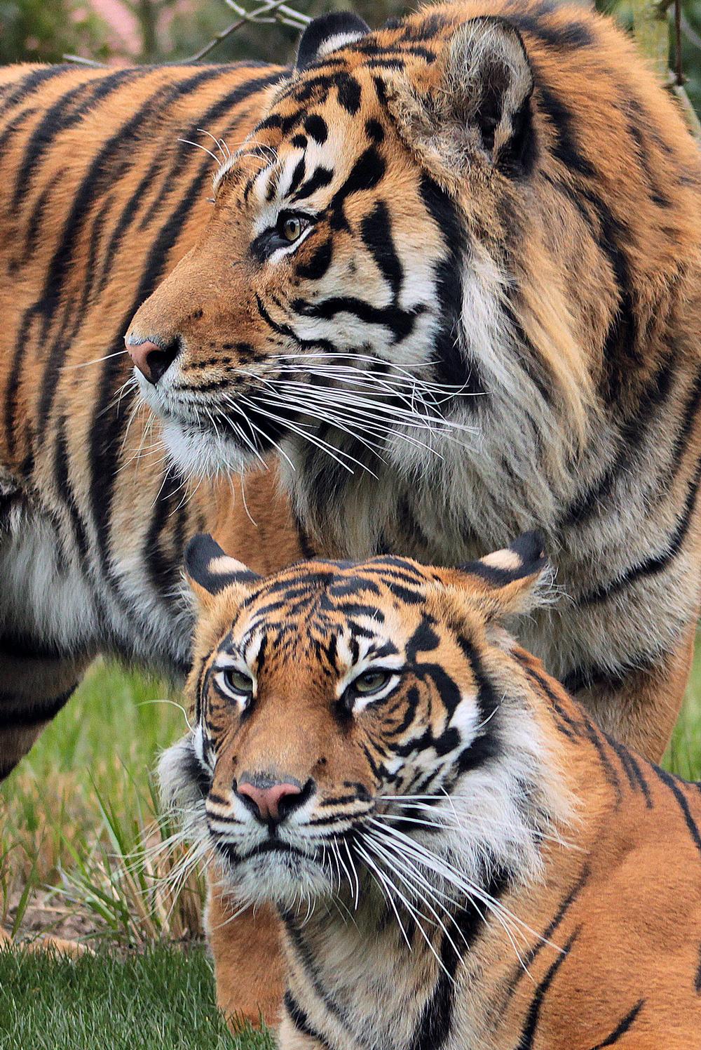 Melati and her cub Jae Jae recently born at London Zoo / © ZSL, Tony Bates