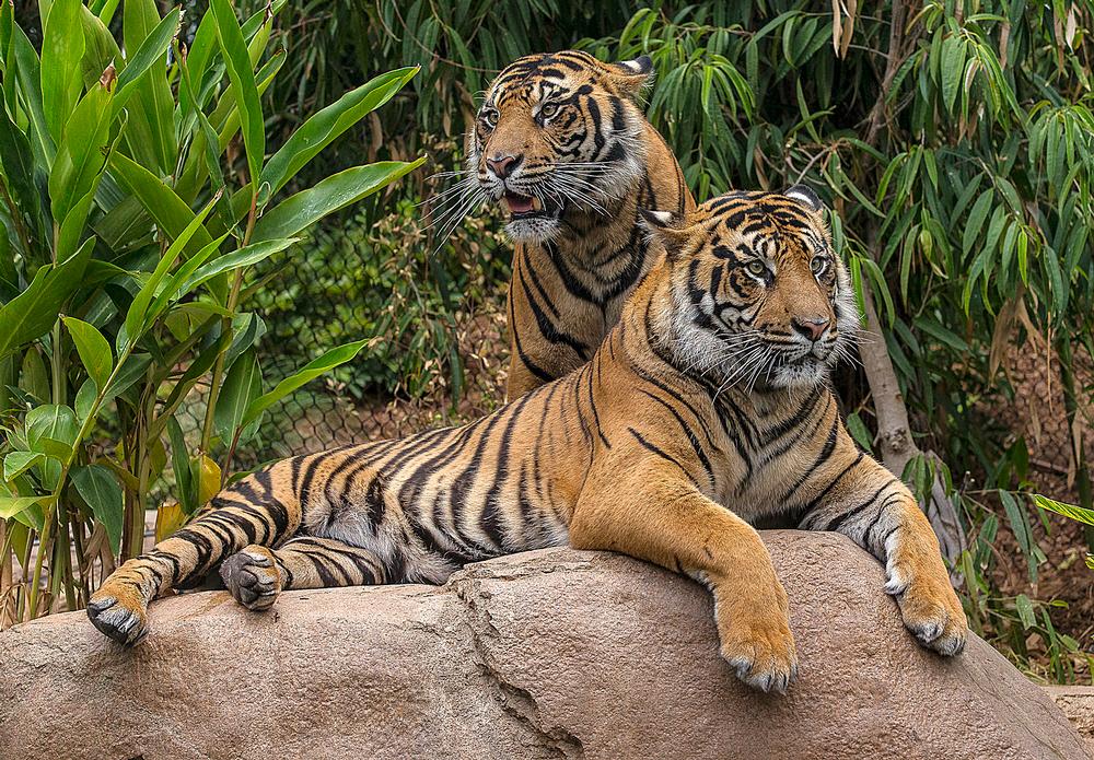 Tiger Trail is a new exhibit at San Diego Zoo Safari Park, a forested habitat for Sumatran tigers