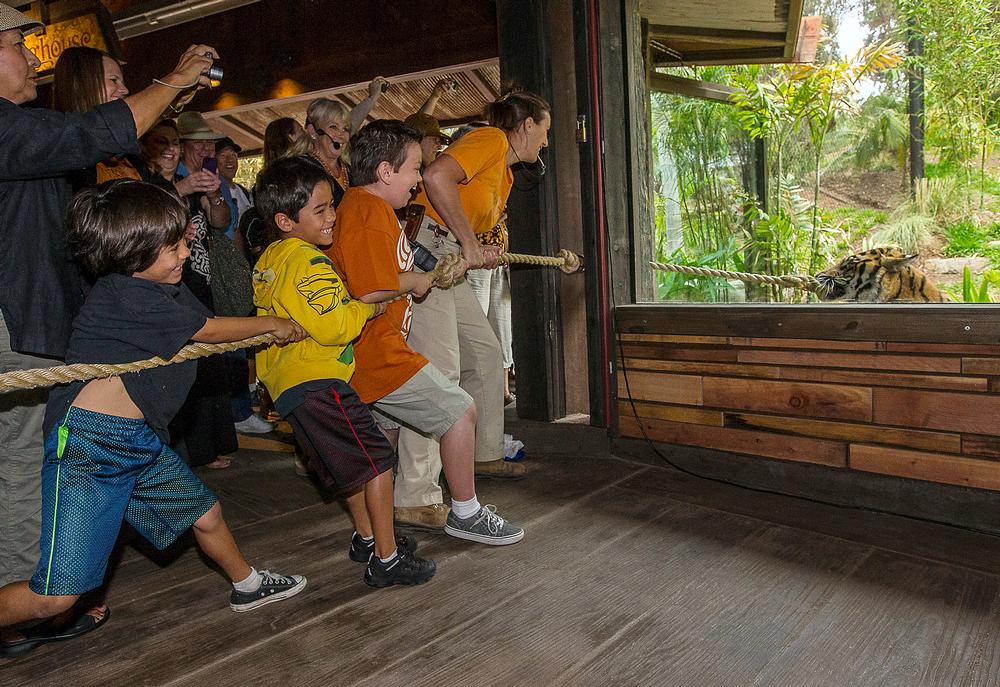 Children learn about threats to the tigers – such as illegal logging – as well as having fun at the exhibit