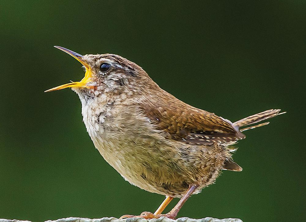 Many UK species, like the wren, are found in woodland, farmland, moorland and gardens / PHOTO: ANDY MORFFEW