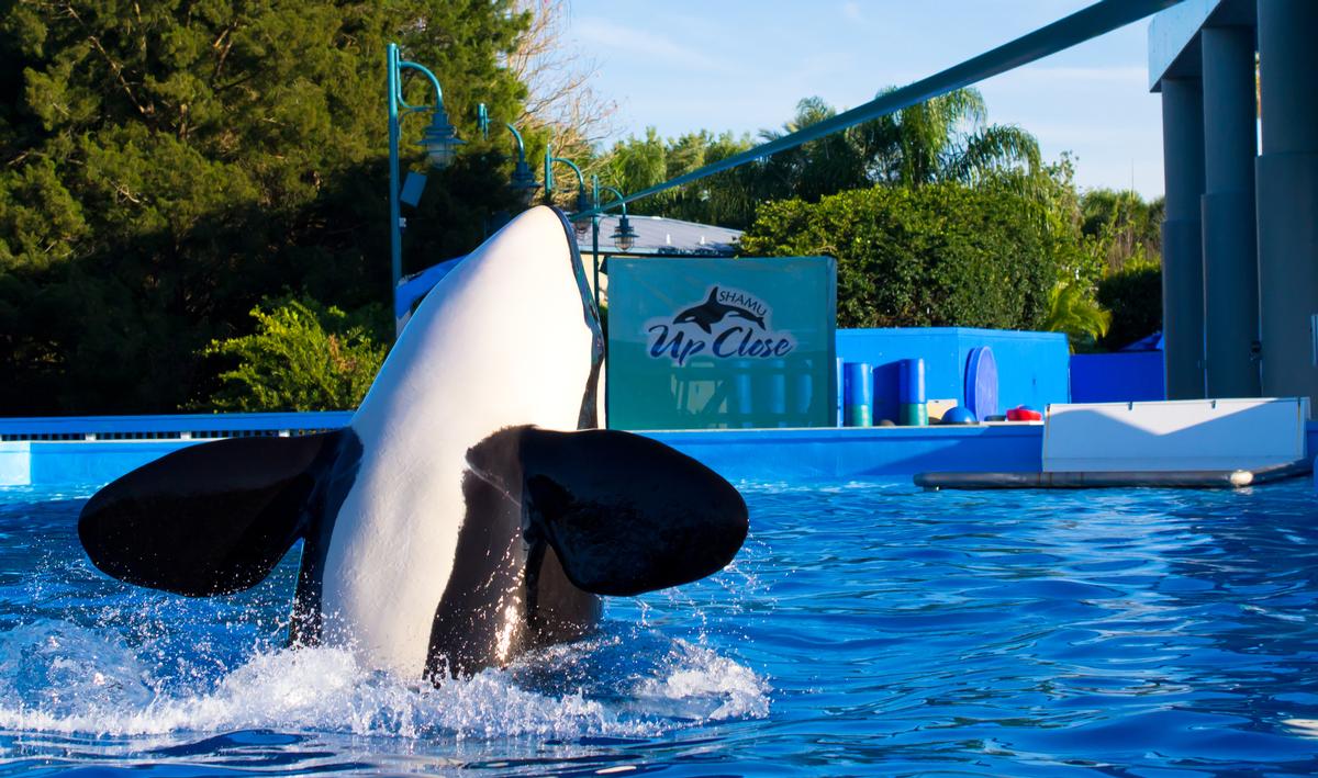 SeaWorld recently announced an end to its orca breeding programme / Shutterstock SeaWorld recently announced an end to its orca breeding programme / Shutterstock
