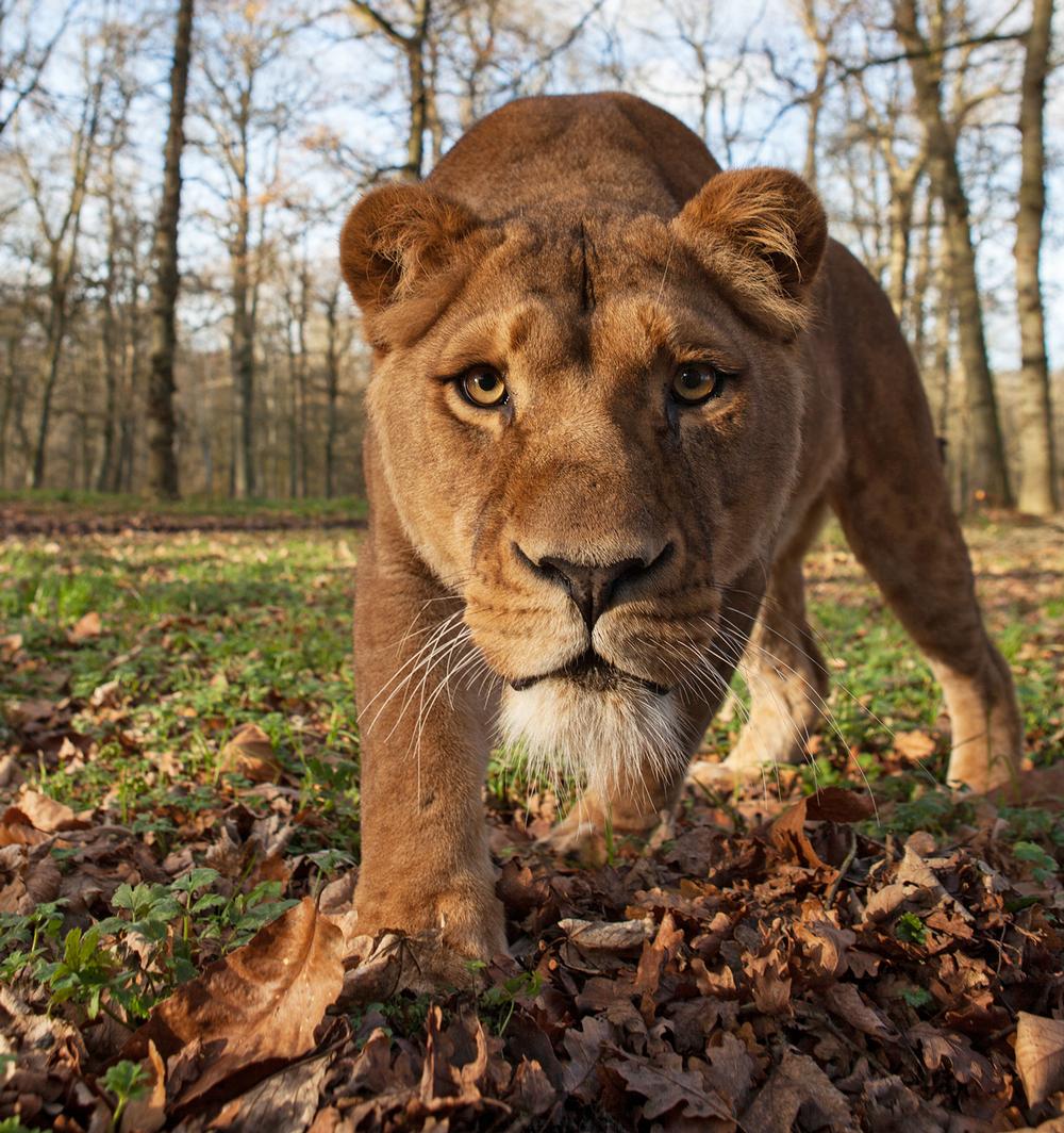 The UK safari park has seen attendance rise 25 per cent in recent years / PHOTO: SIMON KING The UK safari park has seen attendance rise 25 per cent in recent years / PHOTO: SIMON KING
