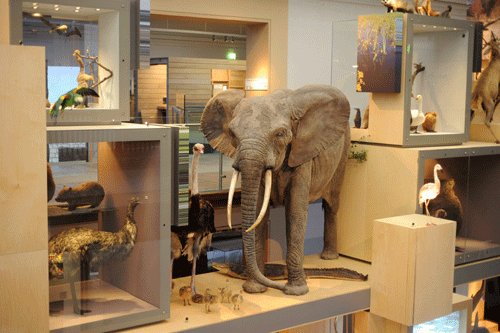 New £26m natural history museum opens 