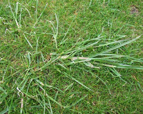 Syngenta course Rescue
