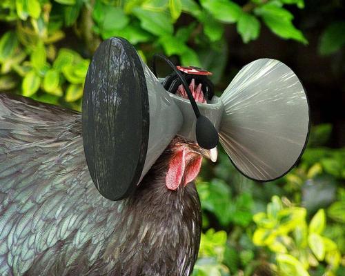 Second Livestock envisaged virtual reality for battery chickens so they could feel like they were living a free-range life 