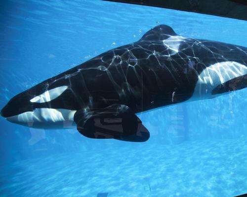SeaWorld announces poor Q1 results for 'transitional' 2016