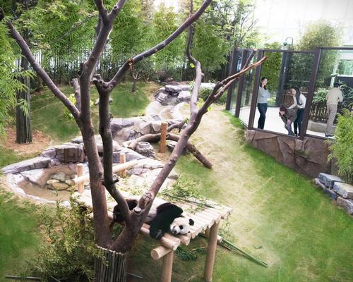 The 7,000sq m (75,000sq ft) Panda World is centred around a world-class enclosure