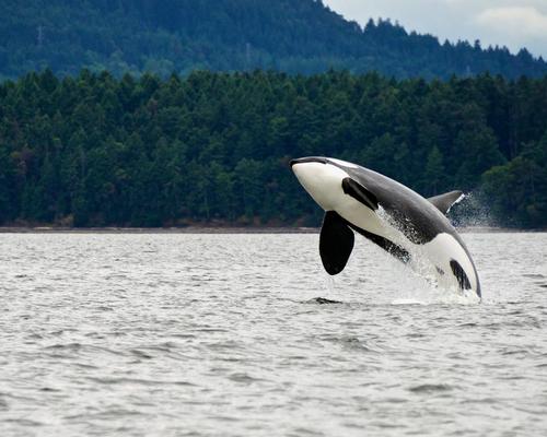 Non-profit gets funding to seek out site for permanent whale sanctuary