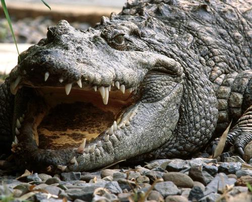 A rare siamese crocodile will be among the live crocodilians on display at the museum