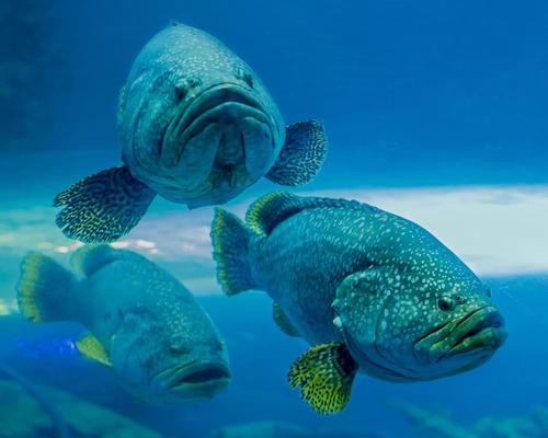 Grouper will be among the fish farmed at the tourist attraction / Shutterstock.com