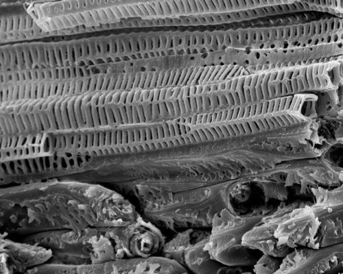 The ladder-like design of vessels in the coconut’s inner layer dissipates energy via crack deflection; a process which could inspire architects to create stronger structures / Plant Biomechanics Group Freiburg